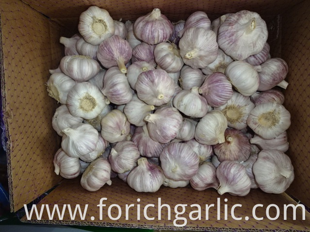 High Quality New Normal White Garlic